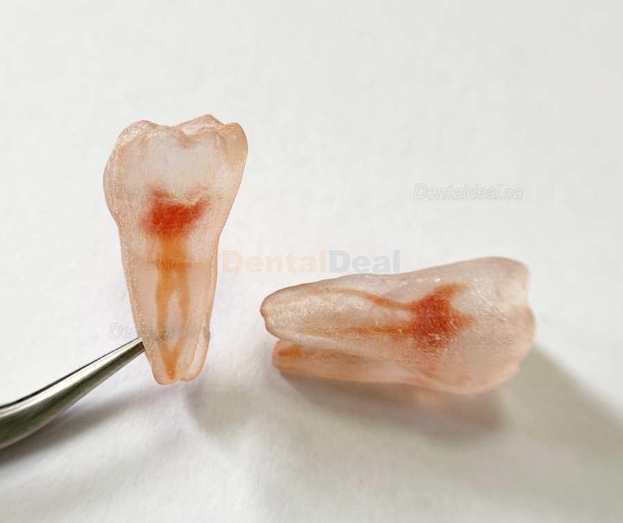 12Pcs Molar Incisor Cuspid Teeth Model Dental Endo Files Path for Endodontic Training Practice